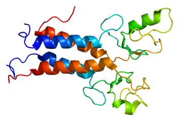 BRCA1 gene molecule
